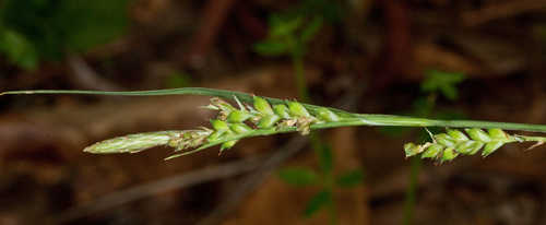 Carex striatula #13